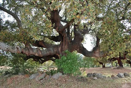 Casa Sardinha 度假居 Valcerto